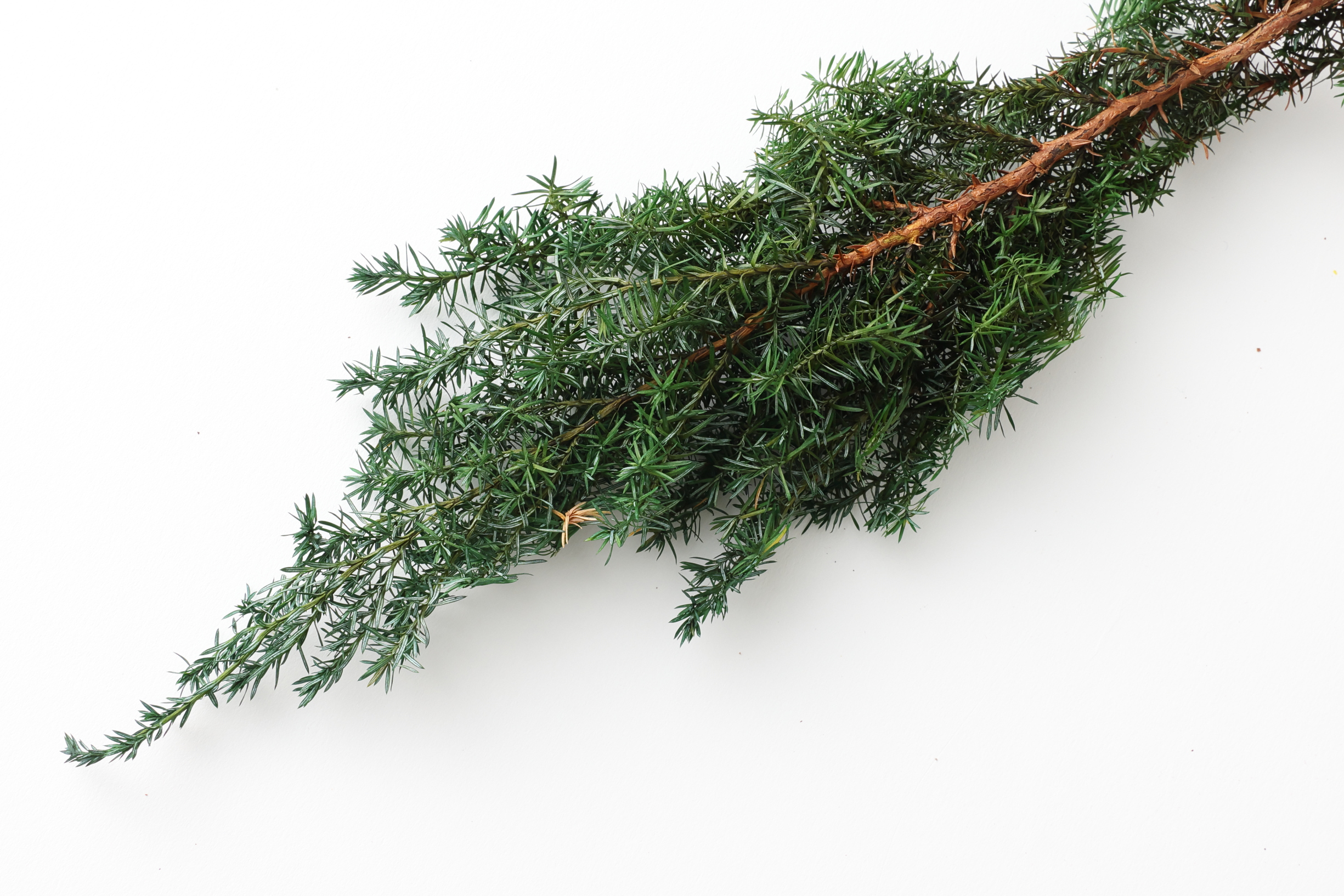 フェイクリーフ